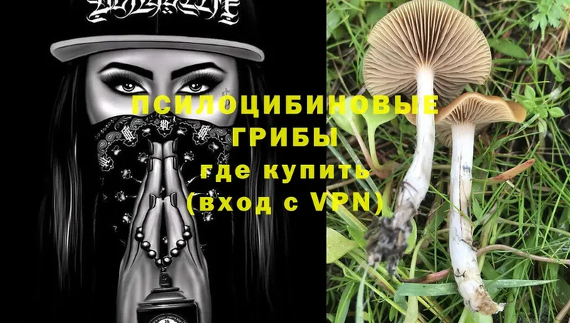 цены наркотик  Вяземский  Галлюциногенные грибы Psilocybe 